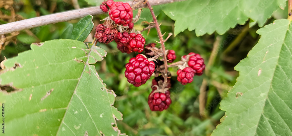 Natural fresh blackberries in the garden. Bouquet of ripe and unripe blackberry fruits - Rubus fruticosus - on a branch with green leaves at the farm. Organic farming, healthy food. Natural fresh blackberries in the garden. Bouquet of ripe and unripe blackberry fruits - Rubus fruticosus - on a branch with green leaves at the farm. Organic farming, healthy food.