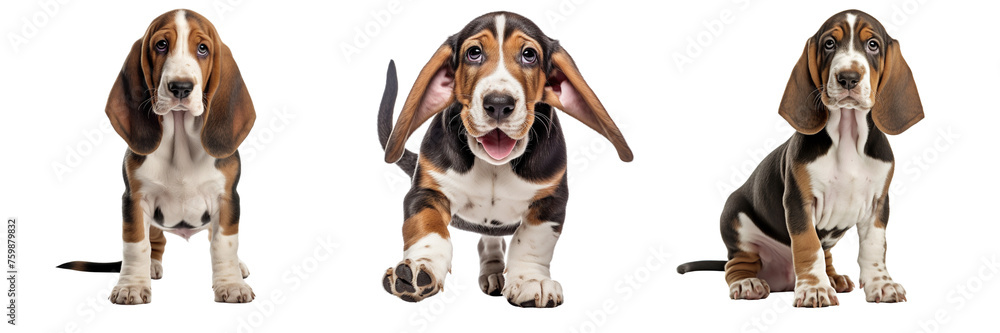 Collection of basset hounds isolated on transparent or white background