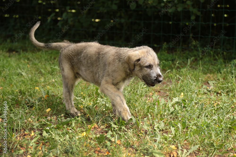 Irish Wolfhound puppy walks through the grass.