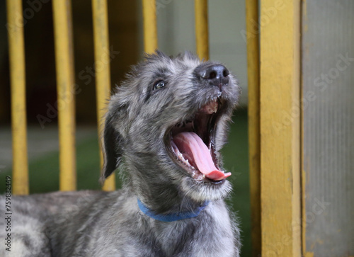 Portrait of an Irish Wolfhound puppy yawning.