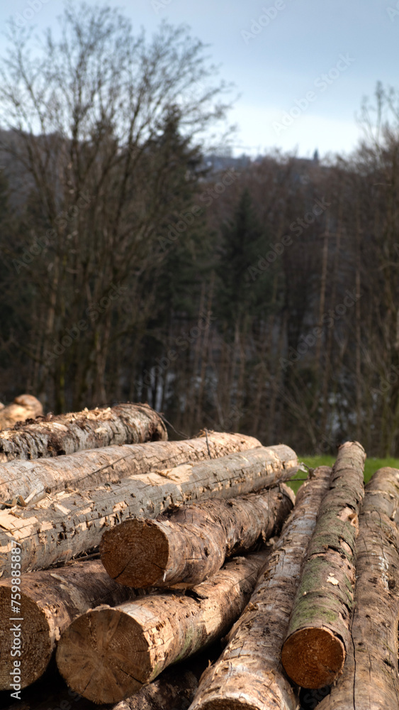 Hintergrund Baumstämme Natur Wald holzfällen baum fälle holzen abholzen Hintergrund Baumstämme Natur Wald holzfällen baum fälle holzen abholzen
