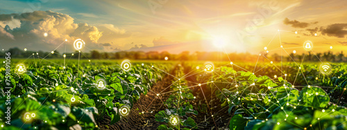 Digital Farming Technology, Concept of Modern Agriculture, Using Data to Enhance Crop Growth