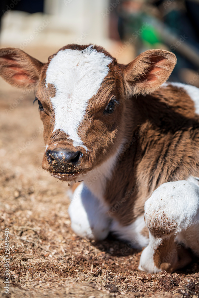 Close up view of newborn brown and black calfs lying in the hay by it's siblings on the dairy farm, cows reproduction and calving Close up view of newborn brown and black calfs lying in the hay by it's siblings on the dairy farm, cows reproduction and calving