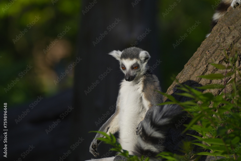 lemur resting on a tree