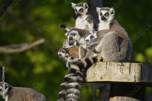 little lemur and his family sitting on a tree