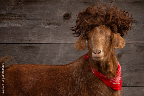 Silly Funny Hair Cowboy Farmer Costume Nubian Boer Homestead Farm Goat Animal Wearing Wig and Bandana with Space for Text