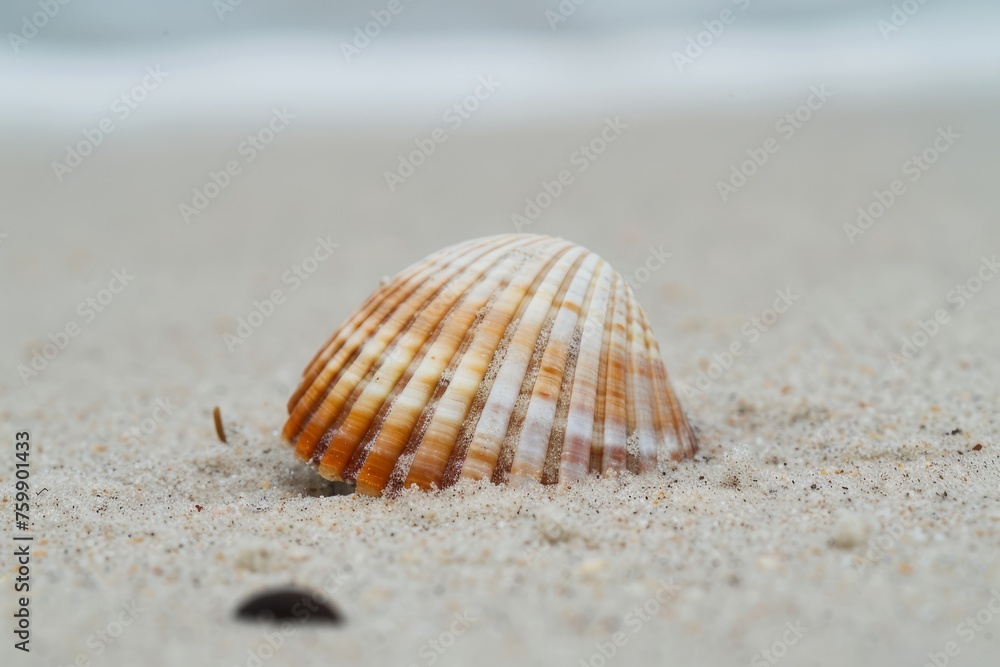 Seashells on the beach, island tourism concept, beach shell screen saver, advertising screen, public service advertisement Seashells on the beach, island tourism concept, beach shell screen saver, advertising screen, public service advertisement