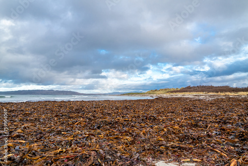 Seaweed lying on Portnoo beach in County Donegal, Ireland photo