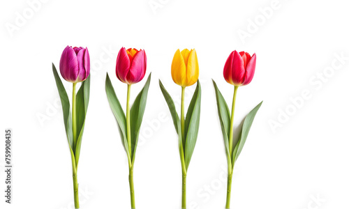 tulips arranged on white or transparent png