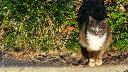 View of a stray cat along a curb from  above 