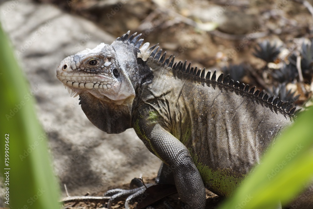 Fototapeta premium Iguan from the west indies