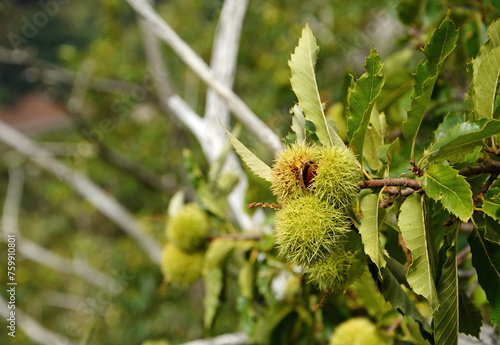 chestnuts in Curral das Freiras village on Madeira island (Portugal)