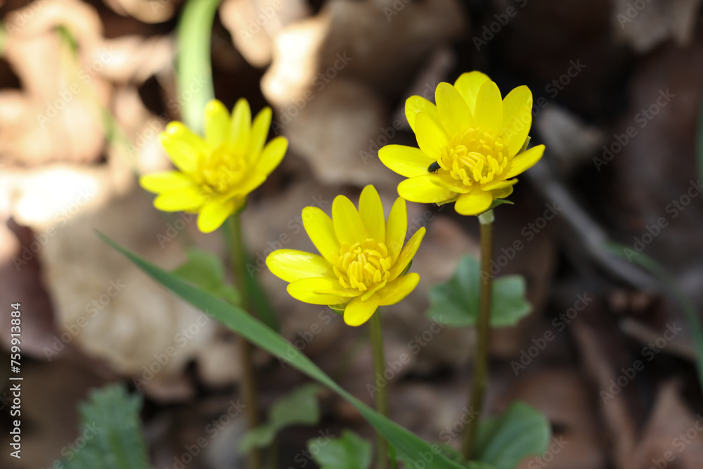 Flowers of Ficaria verna, commonly known as lesser celandine or pilewort, in the spring forest. Flowers of Ficaria verna, commonly known as lesser celandine or pilewort, in the spring forest.