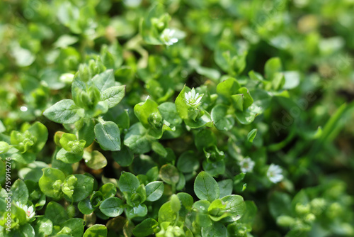 Stellaria media, chickweed close up