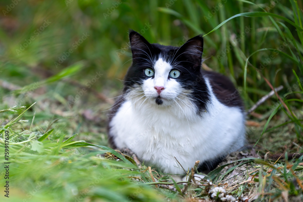 black and white  cat on the grass  portrait. long hair cat