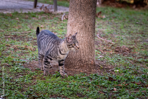 young tabby cat near a tree. freedom, love