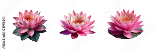  Set of water lily lotus  illustration  isolated over on transparent white background