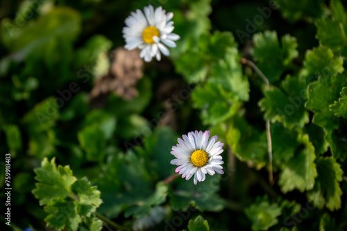 two daisies, spring mood, happyness