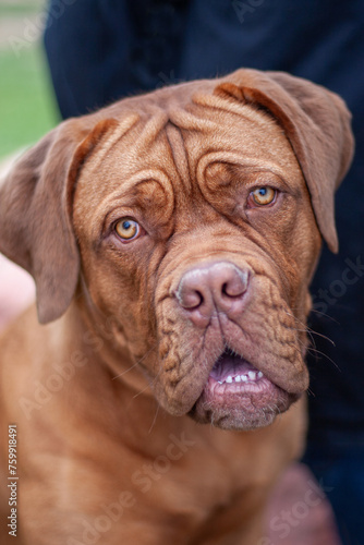 Young dogue de bordeaux  French mastiff puppy up close photo of his head