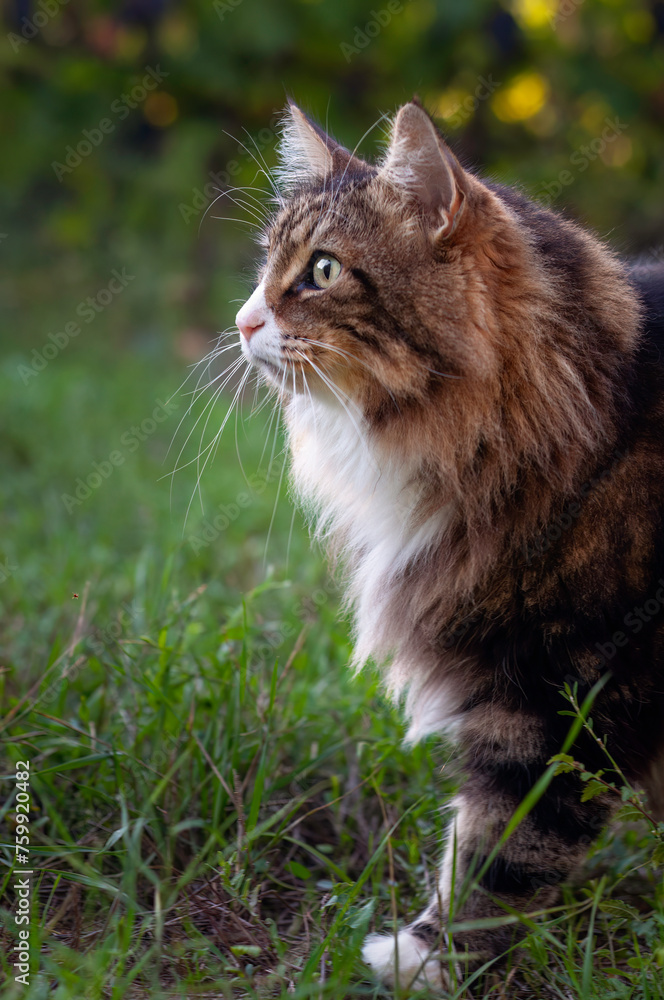norwegian forest cat on the grass  portrait