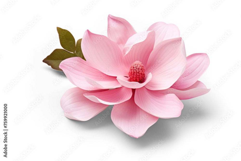 Delicate pink magnolia flower on see-through surface