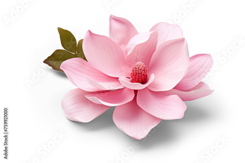 Delicate pink magnolia flower on see-through surface