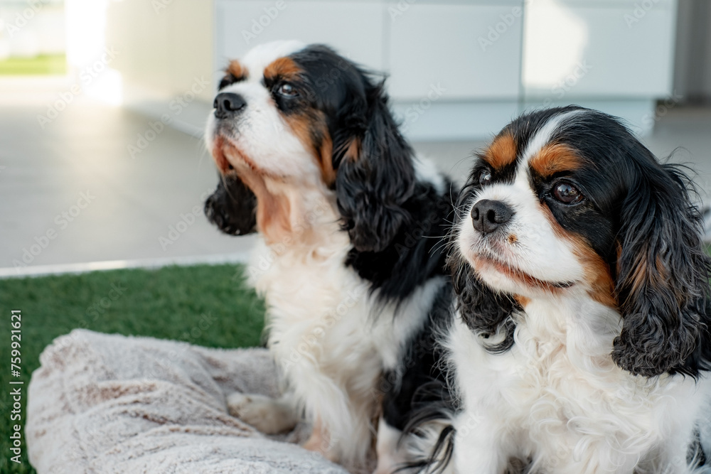 Portrait of cute couple of dogs cavalier king Charles spaniel sitting together outdoors home Portrait of cute couple of dogs cavalier king Charles spaniel sitting together outdoors home