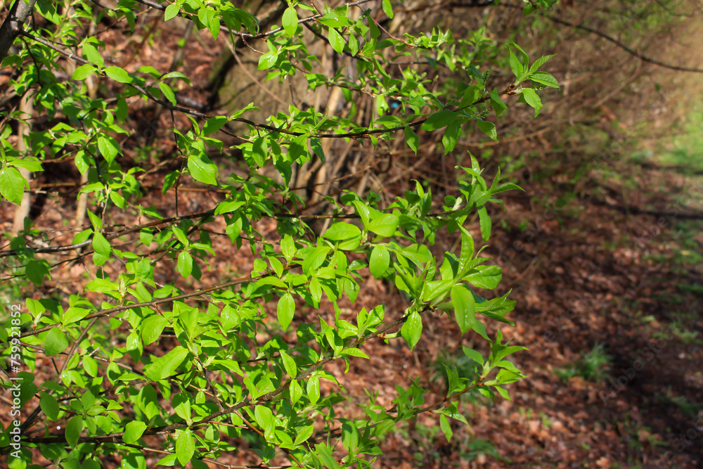 Spring branches of a tree with the first leaves in the forest. Beauty in nature, awakening Spring branches of a tree with the first leaves in the forest. Beauty in nature, awakening