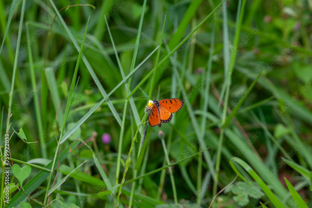 Butterfly on Zinnia flower in garden, Butterfly on Zinnia flower in garden,