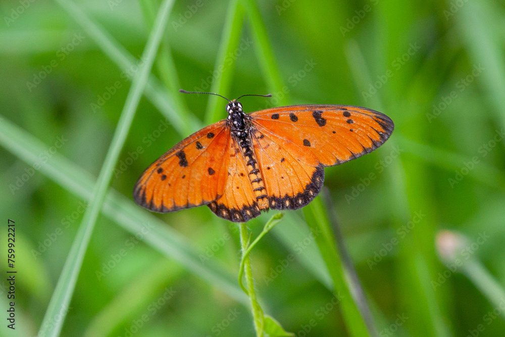 Butterfly on Zinnia flower in garden, Butterfly on Zinnia flower in garden,