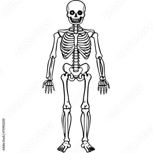 skeleton