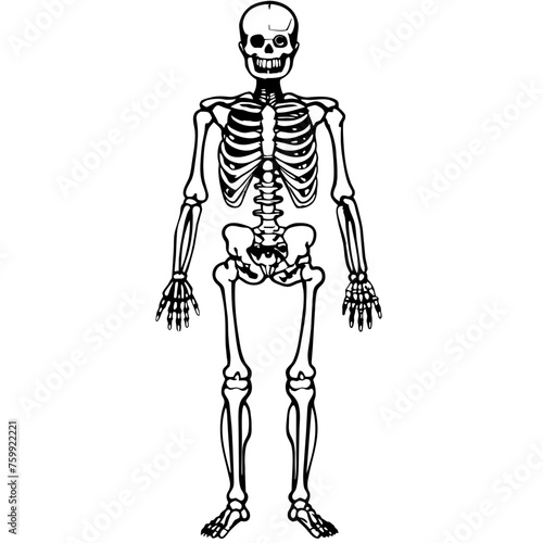 skeleton