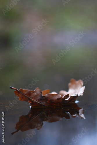 leaves in water
