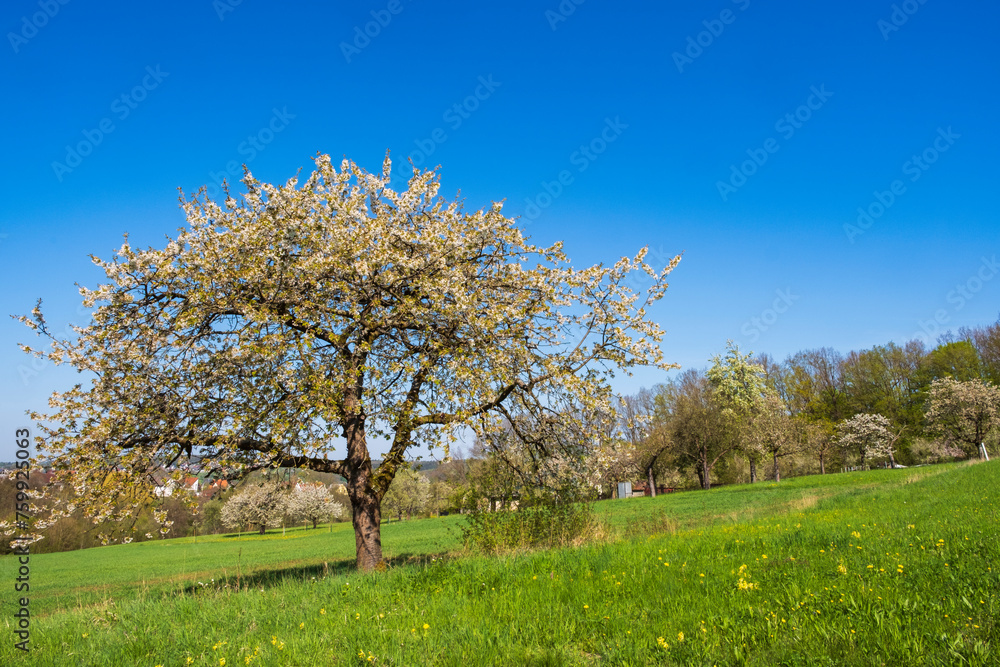Blooming cherry trees under a white and blue sky in Wiesenthau - Germany in the Franconian Switzerland Blooming cherry trees under a white and blue sky in Wiesenthau - Germany in the Franconian Switzerland