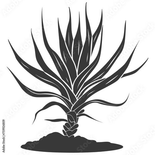 Silhouette Aloe vera tree in the ground black color only