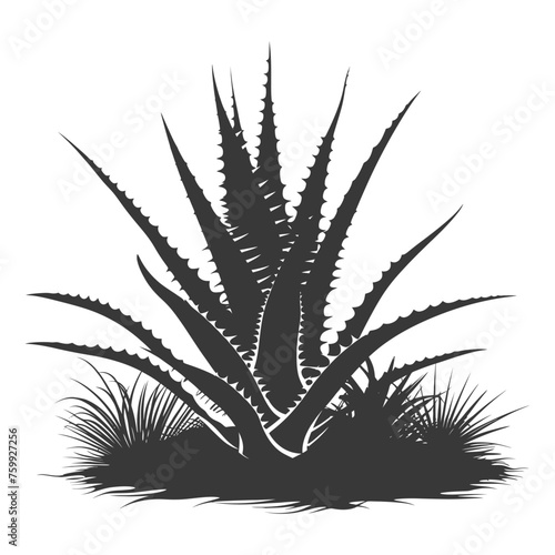 Silhouette Aloe vera tree in the ground black color only