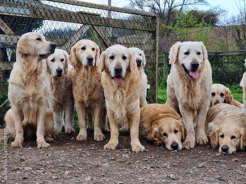 A pack of golden retrievers