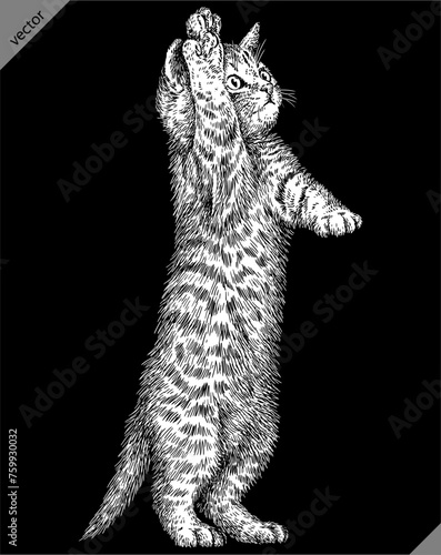 Vintage engraving isolated cat set illustration kitty ink sketch. Pet background kitten silhouette whisker art. Black and white hand drawn vector image