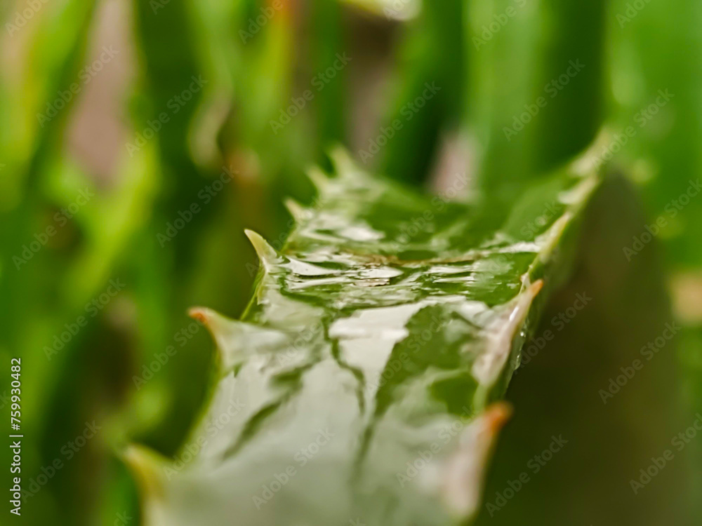 Aloe Vera leaf , a macro closeup , Its wet from rain . Aloe Vera leaf , a macro closeup , Its wet from rain .
