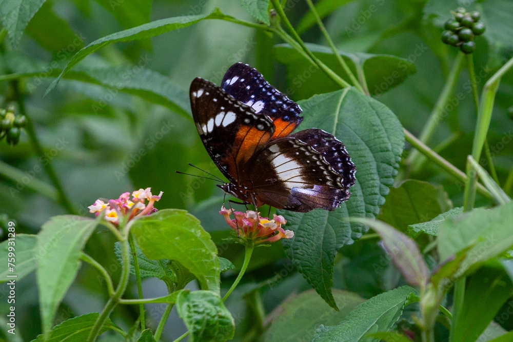 Butterfly on Zinnia flower in garden, Butterfly on Zinnia flower in garden,
