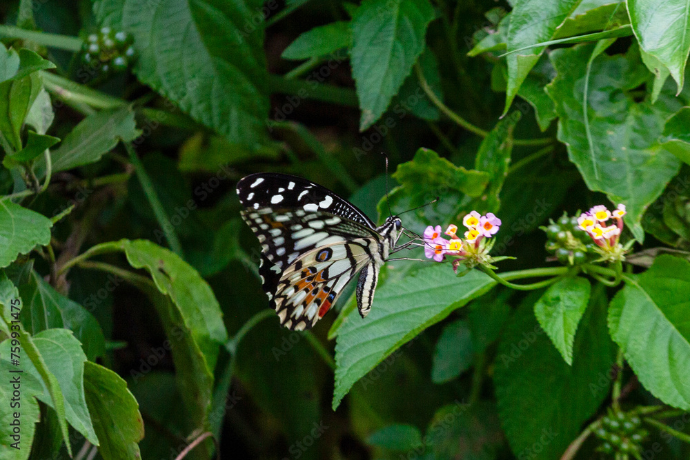 Butterfly on Zinnia flower in garden, Butterfly on Zinnia flower in garden,