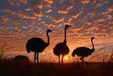 Three ostriches are standing against a vibrant sunset, their silhouettes outlined against the colorful sky.