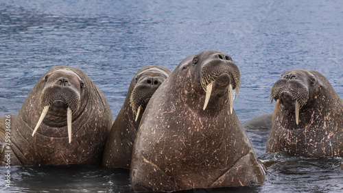 Norway Svalbard wildlife Walrus