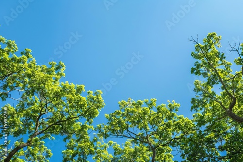 Uplifting view of the treetops against a clear blue sky Inspiring a sense of growth and natural beauty