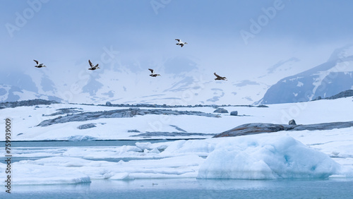 Svalbard wildlife birds