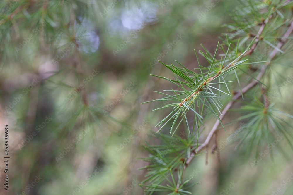 close-up of the Cedrus deodara branch in the park on a blurred background close-up of the Cedrus deodara branch in the park on a blurred background