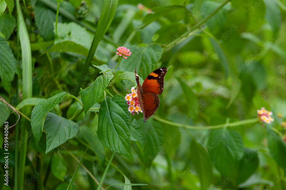 Butterfly on Zinnia flower in garden, Butterfly on Zinnia flower in garden,