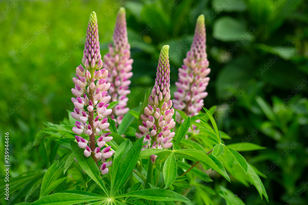 Lupinus polyphyllus large leaved lupine flowers in bloom, white pinke flowering tall ornamental wild plant in the garden Lupinus polyphyllus large leaved lupine flowers in bloom, white pinke flowering tall ornamental wild plant in the garden