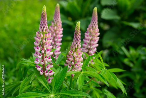 Lupinus polyphyllus large leaved lupine flowers in bloom, white pinke flowering tall ornamental wild plant in the garden