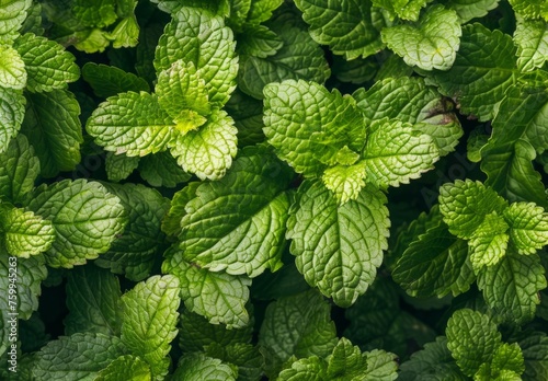 mint leaves on a green background